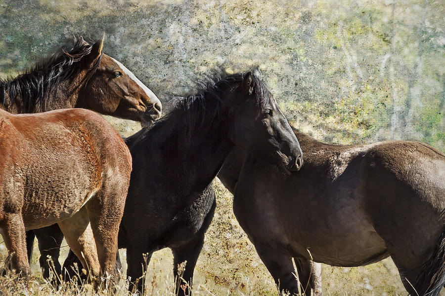 The Group - Pryor Mustangs Photograph by Belinda Greb