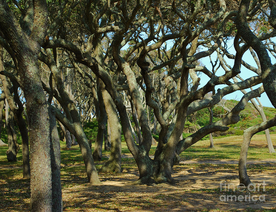 The Grove At Fort Fisher Photograph by Bob Sample