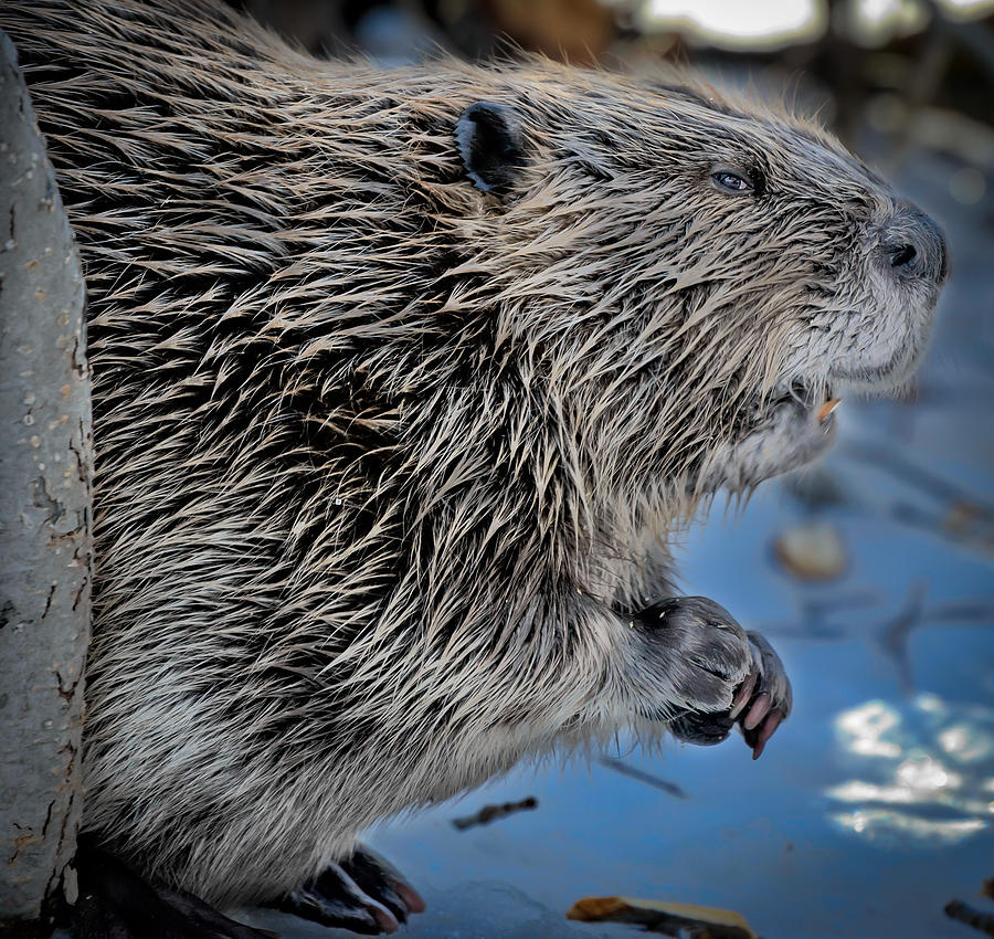 Beaver Photograph - The Guardian by Dennis Bolton