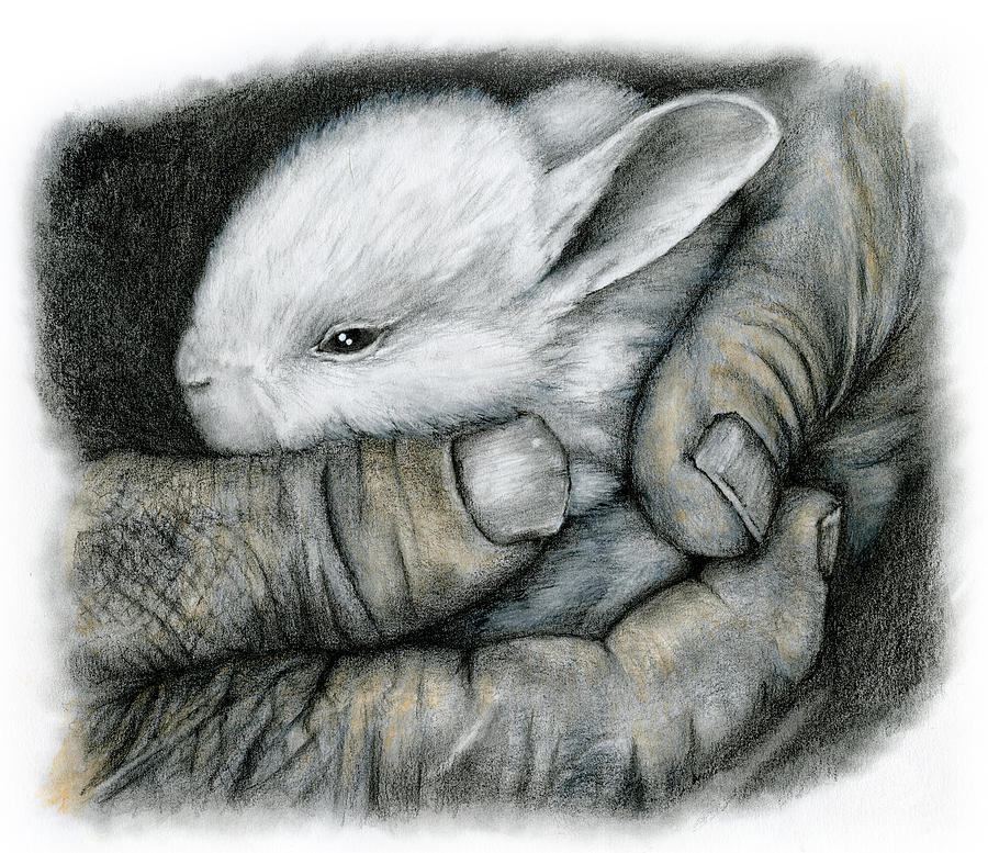 Rabbit Drawing - The Guardian by Penny Collins