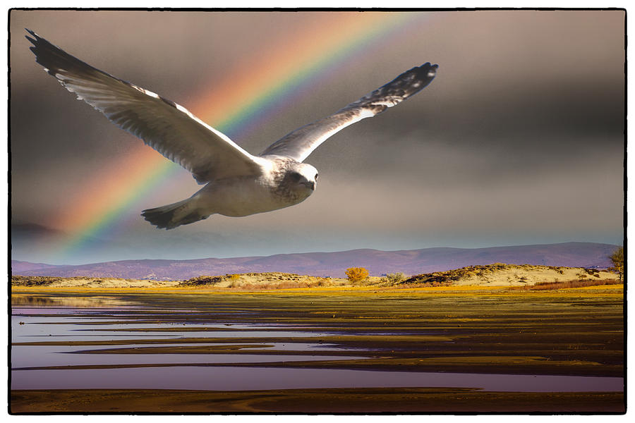 The Gull and the Rainbow Photograph by Janis Knight