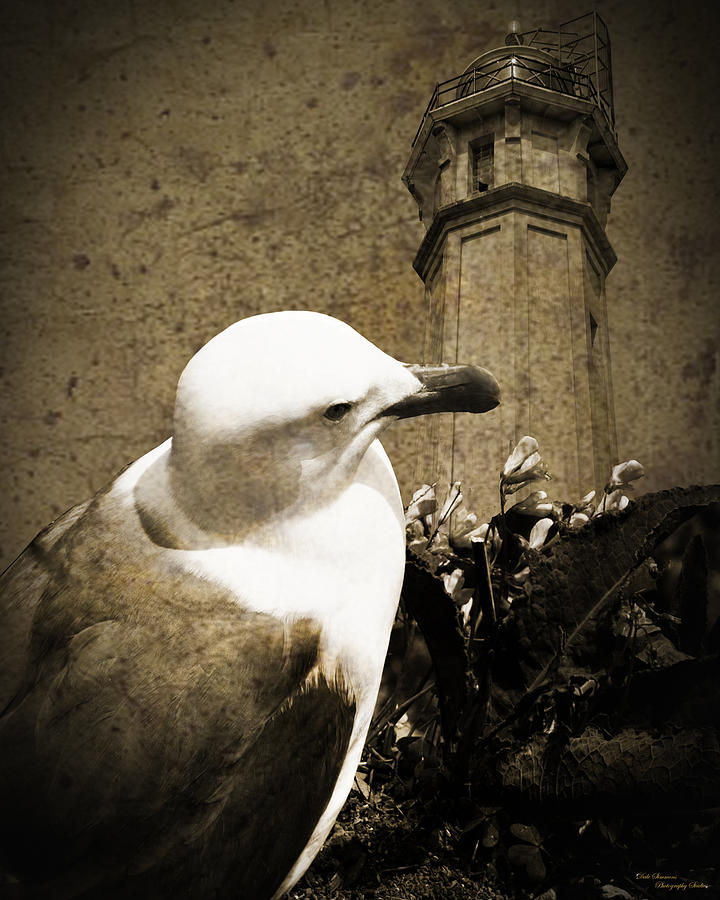 Lighthouse Photograph - The Gull by Dale Simmons