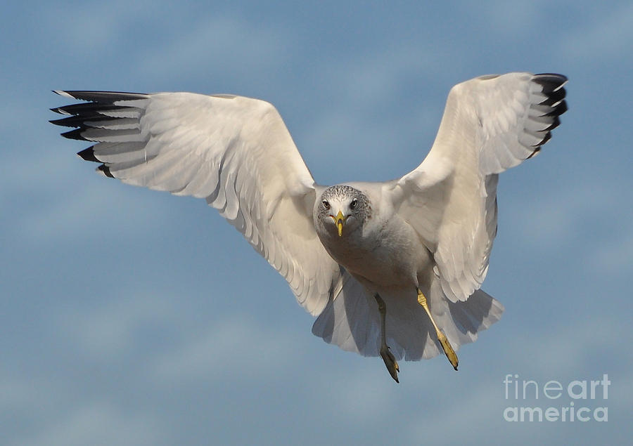 Bird Photograph - The Gull by Kathy Baccari