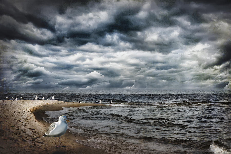 The Gull Ludington Michigan Photograph by Evie Carrier