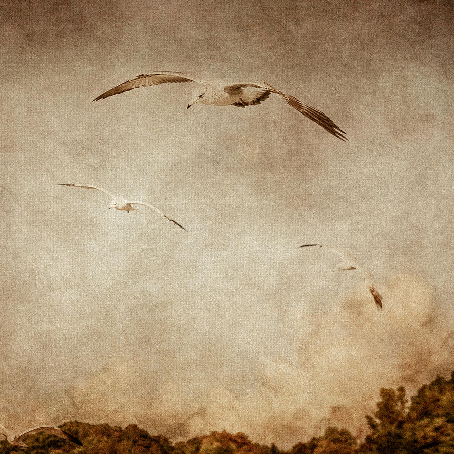 The Gull Sees Farthest Who Flies Highest Digital Art