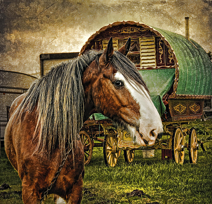 The Gypsy Vanner Photograph by Brian Tarr