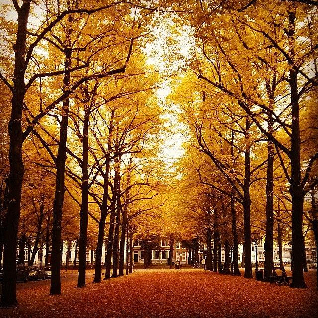 Fall Photograph - The Hague, The Netherlands. #autumn by Jenny Pogson