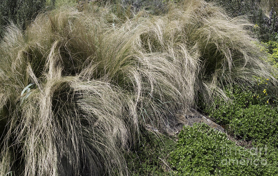 Ornamental Grass Photograph - The Hair Of Winter by Arlene Carmel