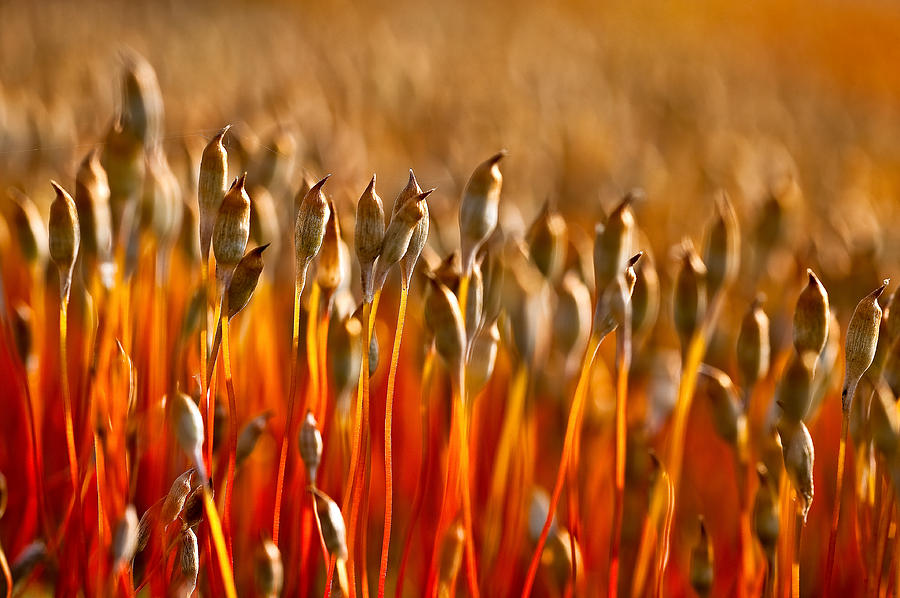 Flower Photograph - The Haircap Moss by Tomasz Dziubinski