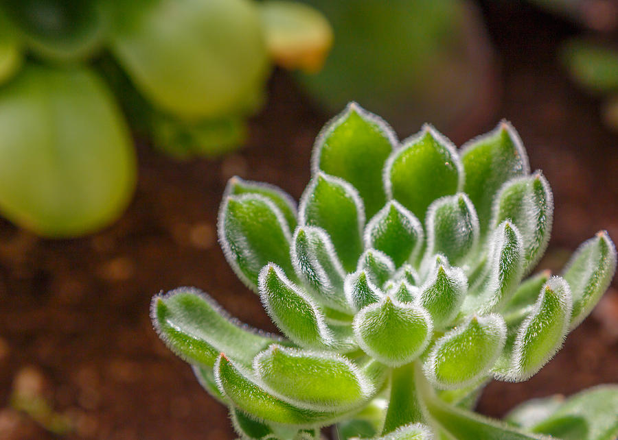 Cactus Photograph - The Hairy Plant by Sarit Sotangkur