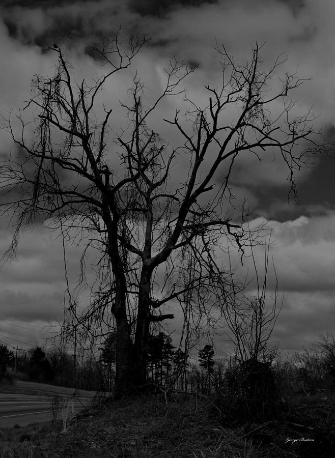 The Halloween Tree 001 Photograph by George Bostian