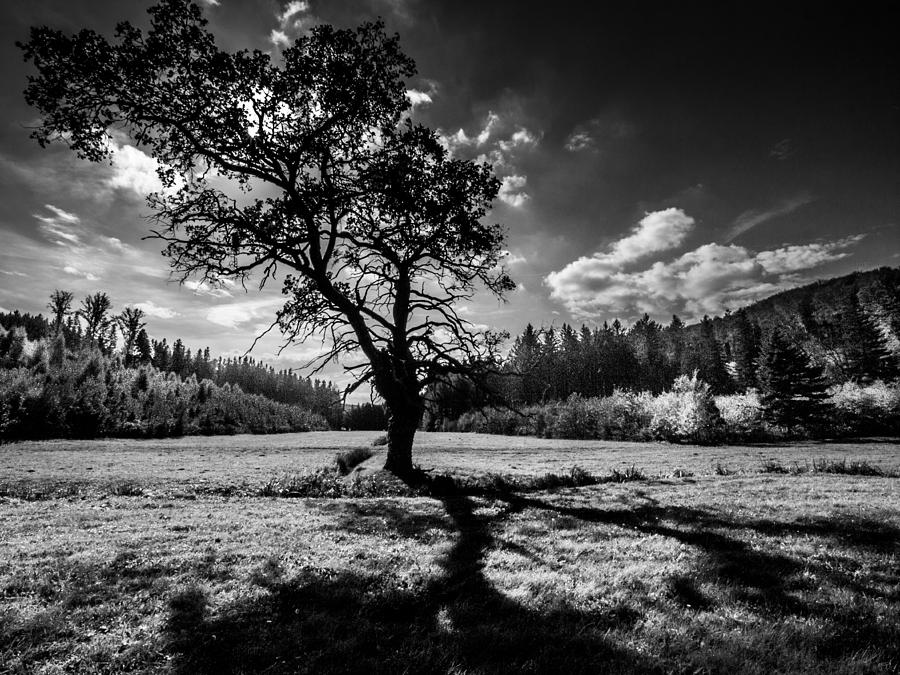 Landscape Photograph - The Hanging Tree by Davorin Mance