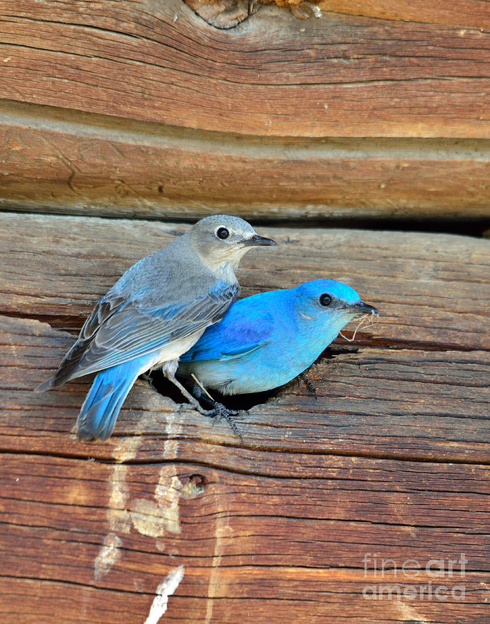 Bluebird Photograph - The Happy Couple by Brad Christensen