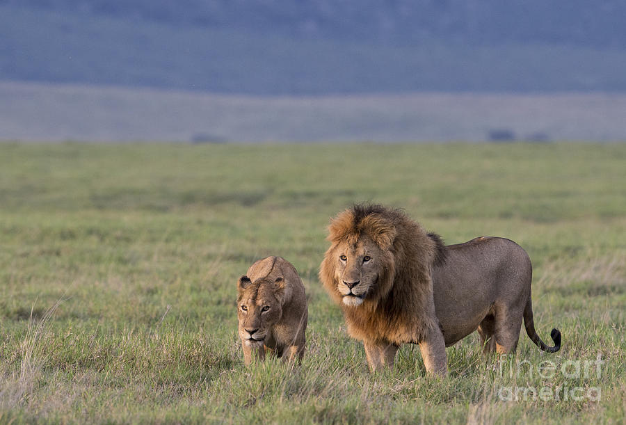 The Happy Couple - Mating Lions Photograph by Sandra Bronstein