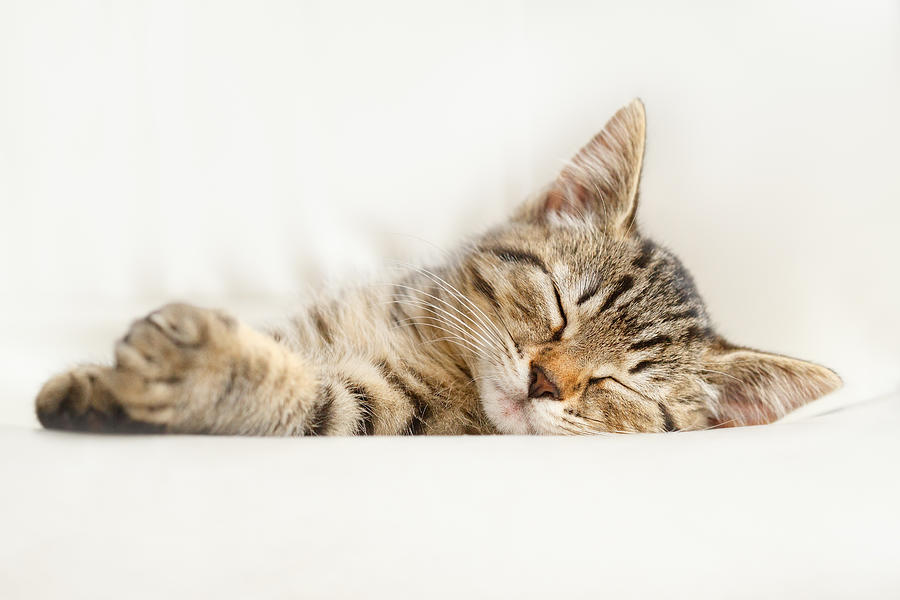 Cat Photograph - The Happy Kitten by Roeselien Raimond