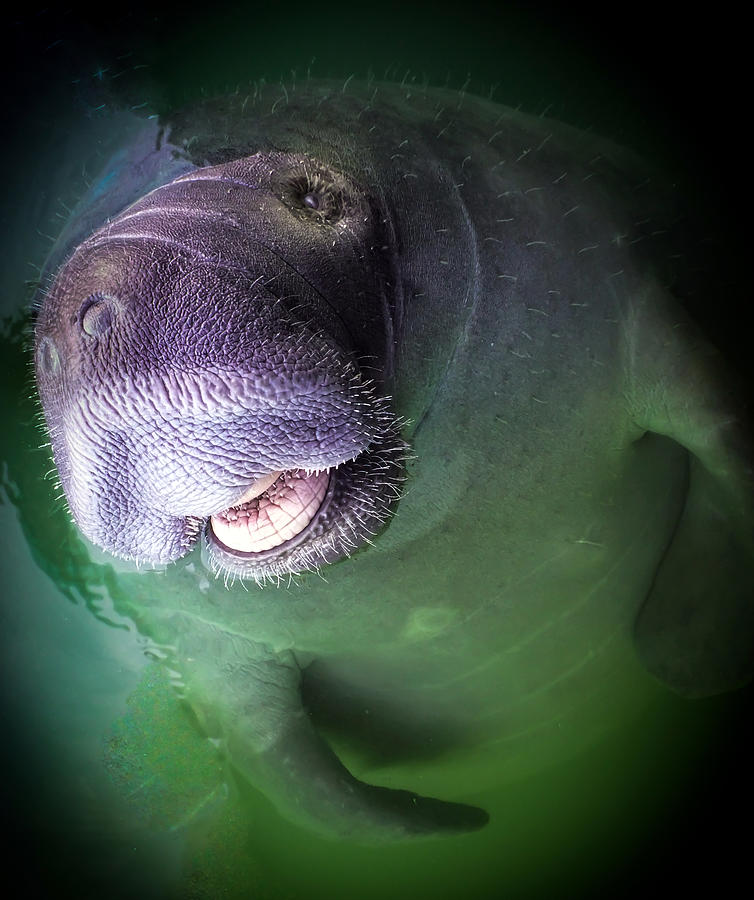 Mammal Photograph - The Happy Manatee by Karen Wiles