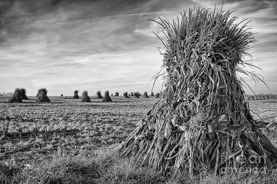 Amish Harvest Photograph by Dennis Hedberg