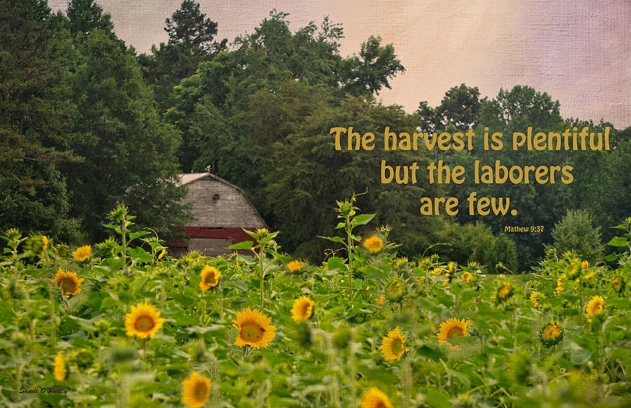 The Harvest Is Plentiful Photograph by Sandi OReilly