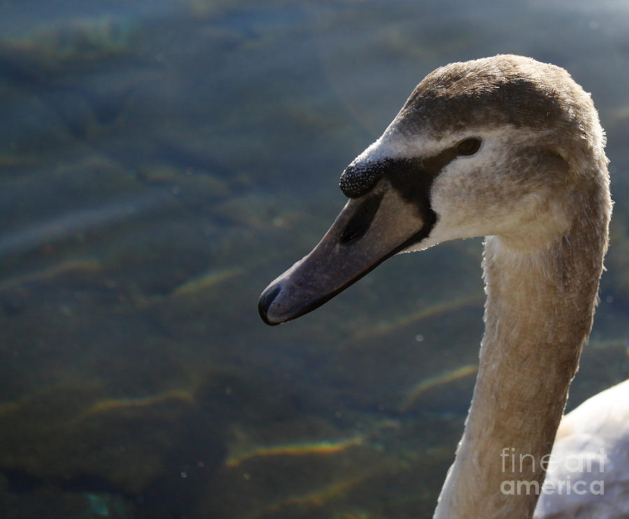 The Haughty Goose  Photograph by Donato Iannuzzi
