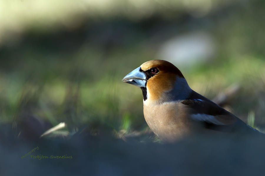 The Hawfinch Photograph by Torbjorn Swenelius