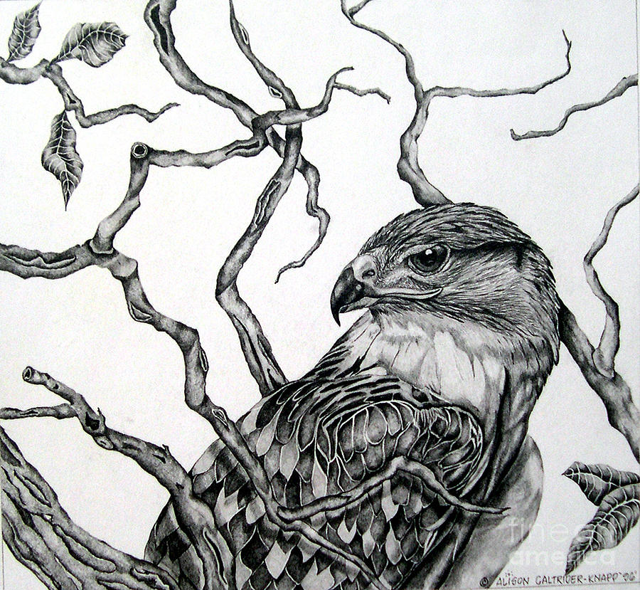 The Hawk Drawing by Alison Caltrider