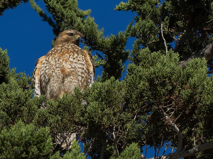 The Hawk Photograph by Derek Dean
