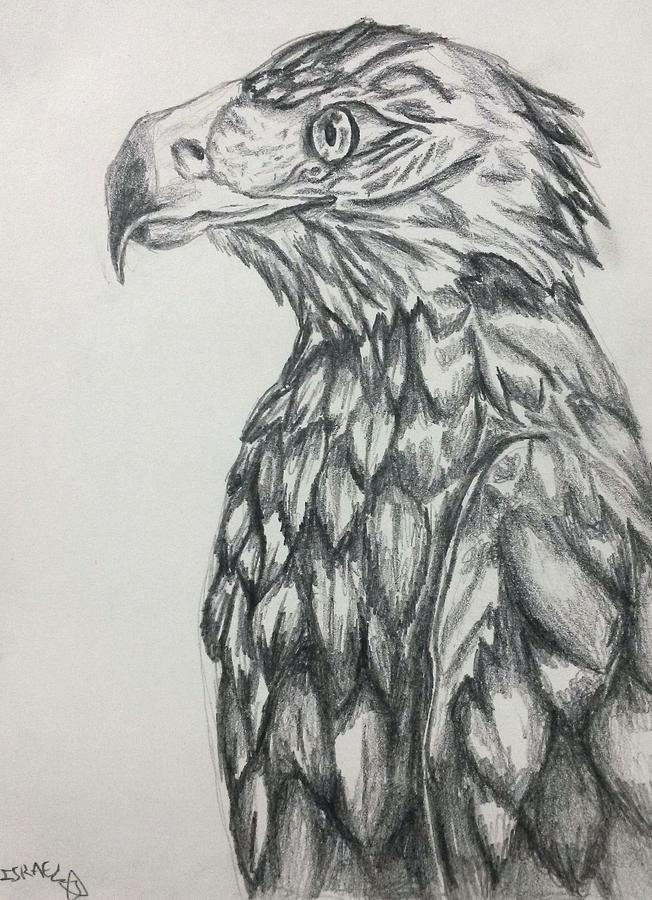 The hawk Drawing by Israel Silva - Fine Art America