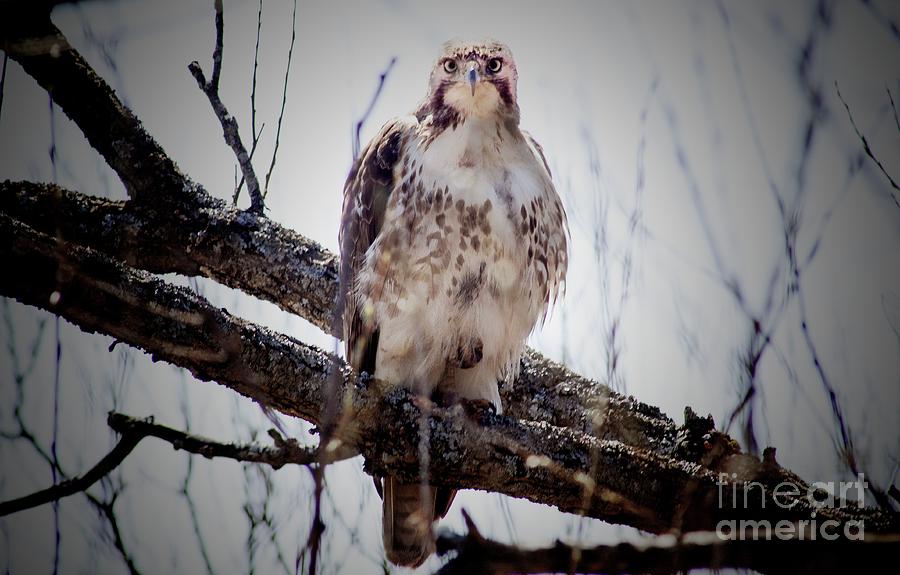 The Hawk Photograph by Jim Lepard