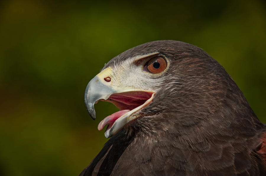 The Hawk Photograph by Joye Ardyn Durham