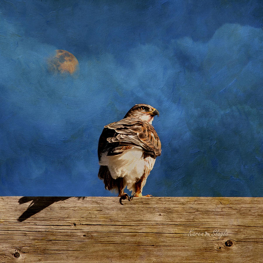 The Hawk Photograph by Karen Slagle