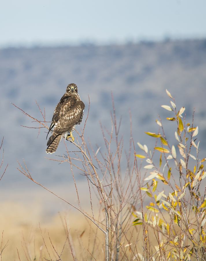 The Hawk Photograph by Loree Johnson