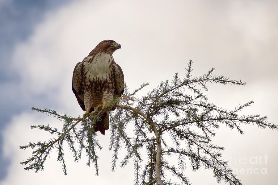 The Hawk Photograph by Peggy Hughes