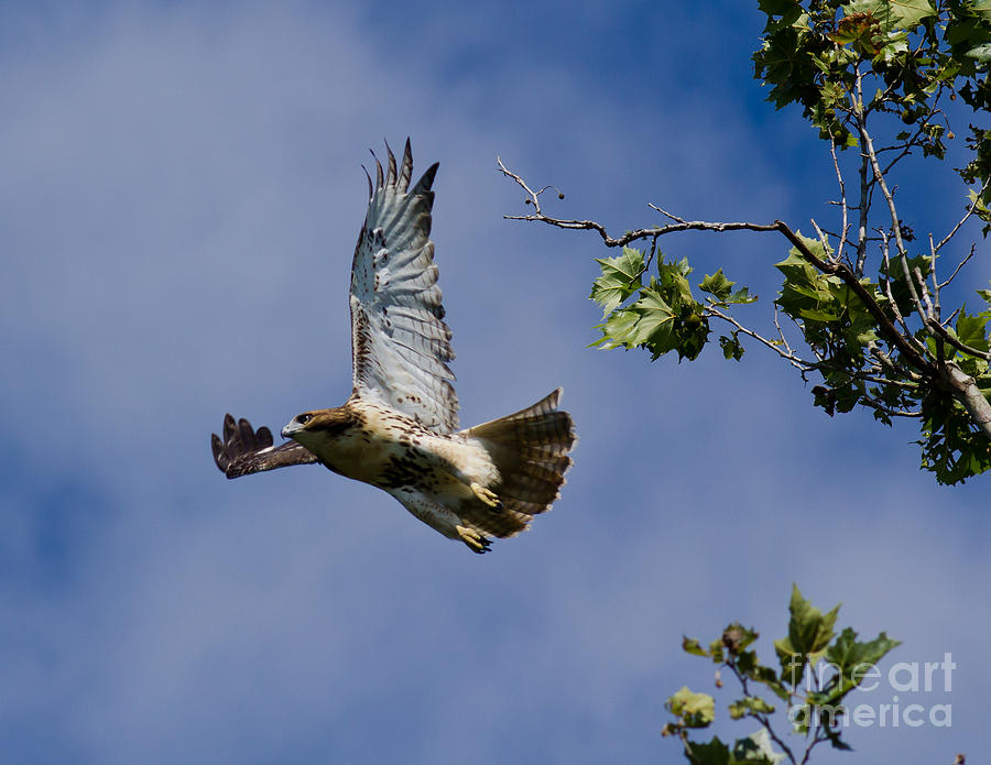 The Hawk Takes Flight Photograph by Douglas Stucky