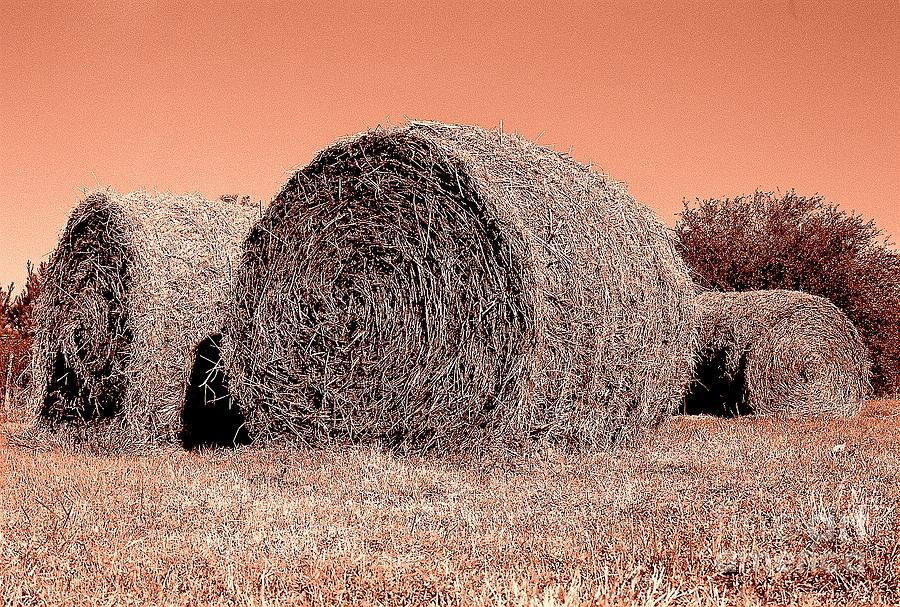 The Hay Roll Photograph by Michael Hoard