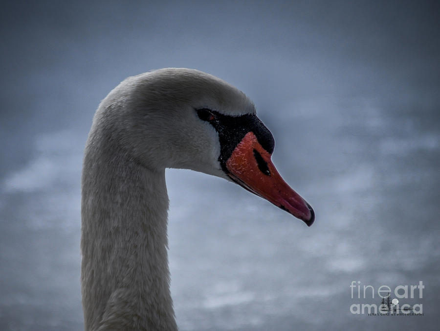 The Head of a Mute Swan Photograph by Ronald Grogan