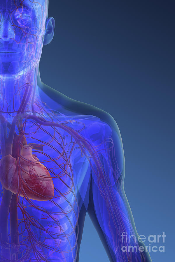 The Heart And Blood Vessels Of The Chest Photograph by Science Picture Co
