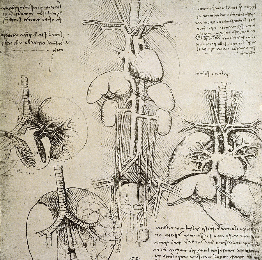 Leonardo Da Vinci Drawing - The Heart and The Circulation by Leonardo Da Vinci