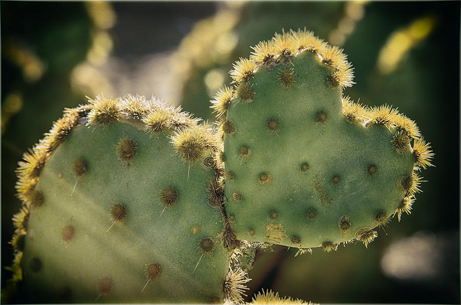 Desert Photograph - The Heart of a Cactus  by Saija Lehtonen