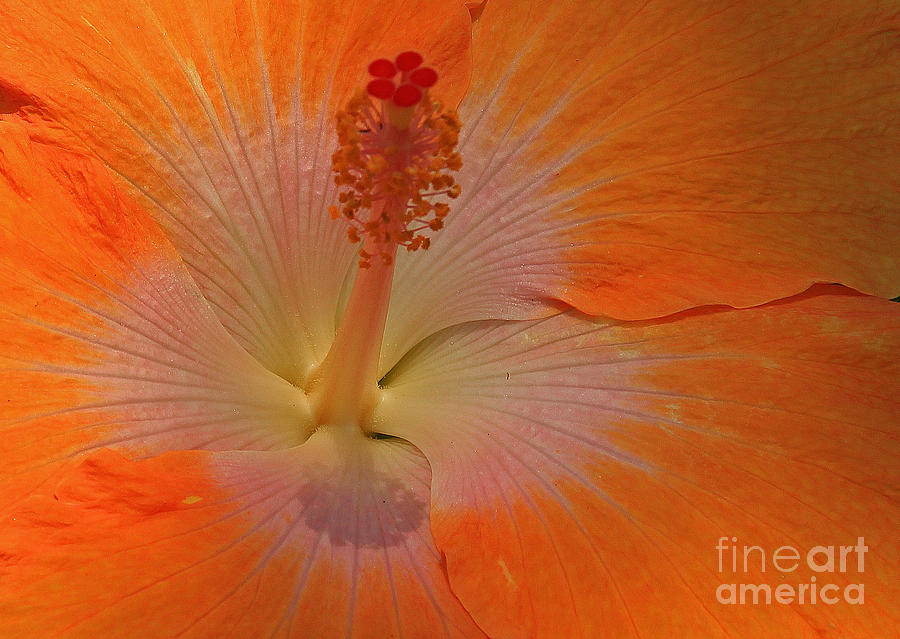 Nature Photograph - The Heart of a Hibiscus by Kris Hiemstra