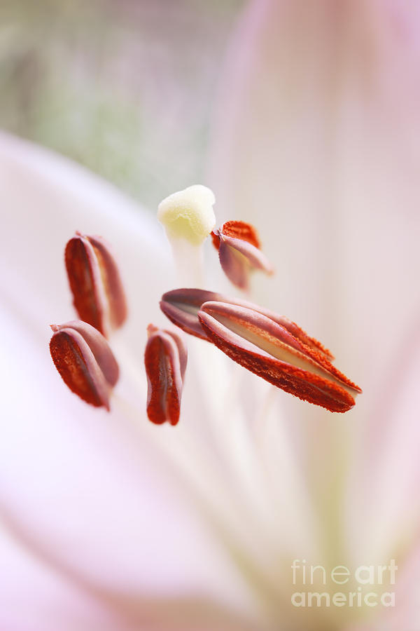 The Heart Of A Lily Flower Photograph