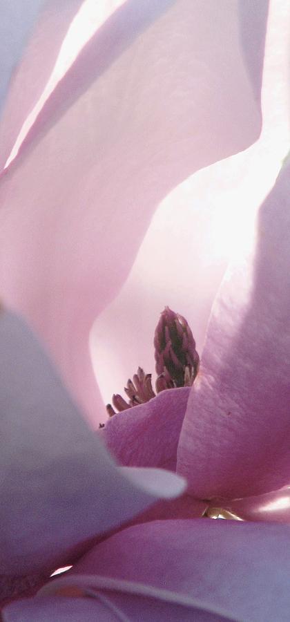 The Heart Of A Magnolia Photograph by Angela Davies