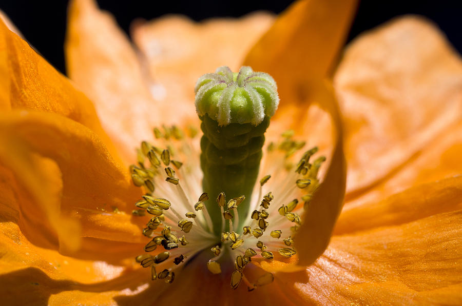 The Heart Of A Poppy Photograph by Priya Ghose