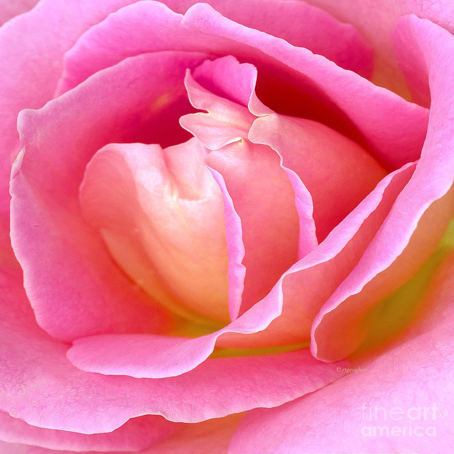 The Heart Of A Rose Photograph by Regina Geoghan