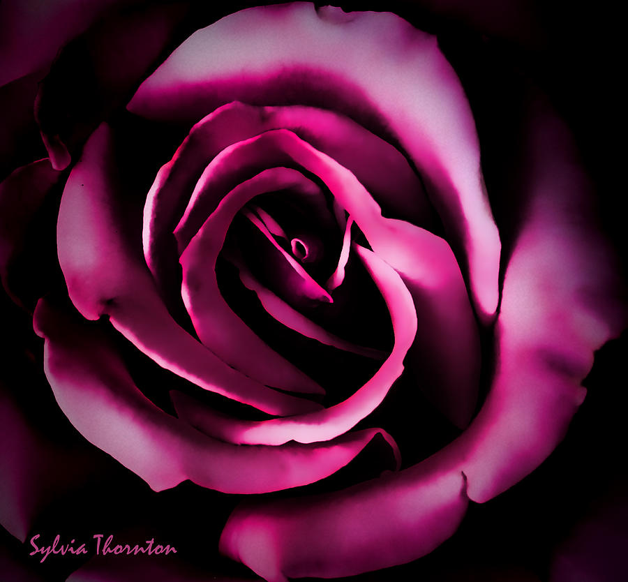 The Heart of a Rose Photograph by Sylvia Thornton