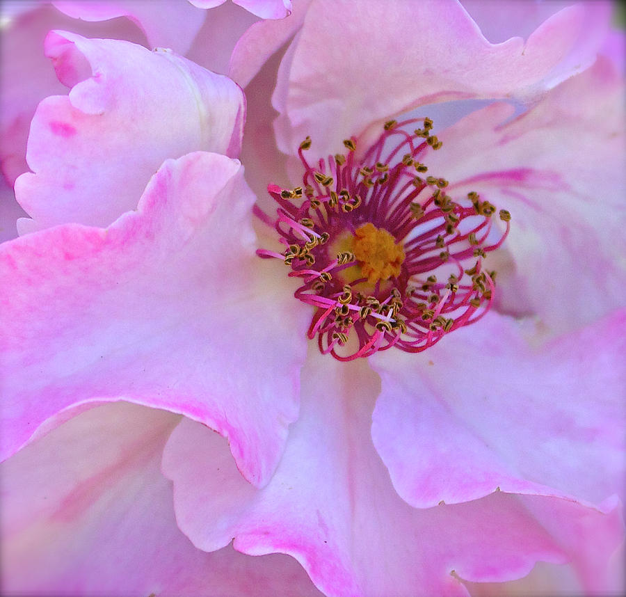 The Heart of a Rose Photograph by Venetia Featherstone-Witty