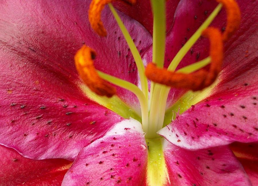 The Heart Of A Tiger Lily Photograph by  Sharon Ackley