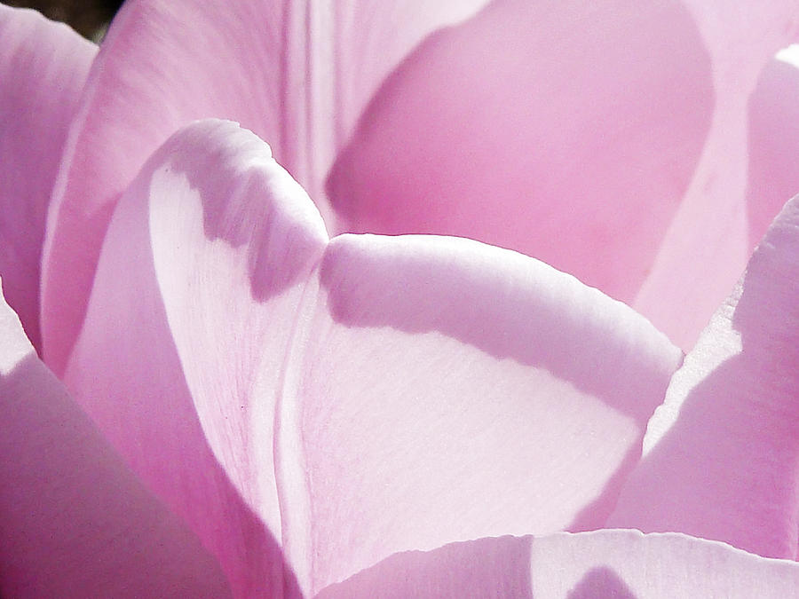 The Heart of a Tulip Photograph by Steve Taylor