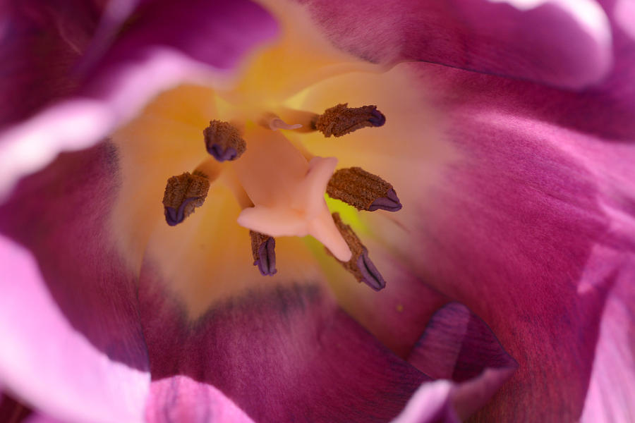 The Heart of a Tulip Photograph by Wanda Brandon