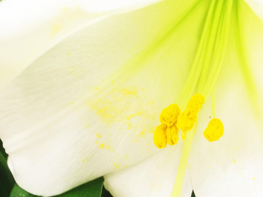 The Heart Of An Easter Lily Photograph by Luther Fine Art
