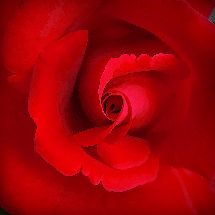 The Heart of the Rose Photograph by CarolLMiller Photography